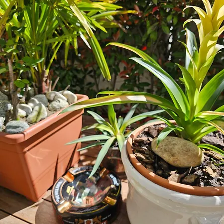 Victoria Royal Garden 3*