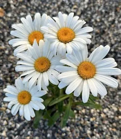 Daisy In Centro A * Como