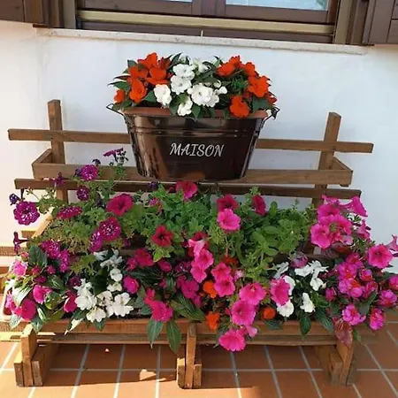 Il Tulipano