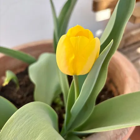 Il Tulipano Couette-café Côme
